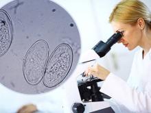 Анализы на шистосомы: проверка глистной инвазии